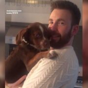 Chris Evans breaks out his iconic Knives Out sweater for a playdate with Aly Raisman and her puppy