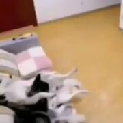 Dog enjoying TV dashes for the remote when their human comes home — WATCH
