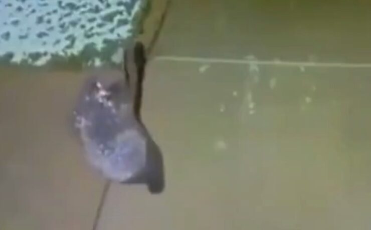 A bear cub trying to catch a snowflake