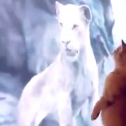 Cat versus big cat — WATCH