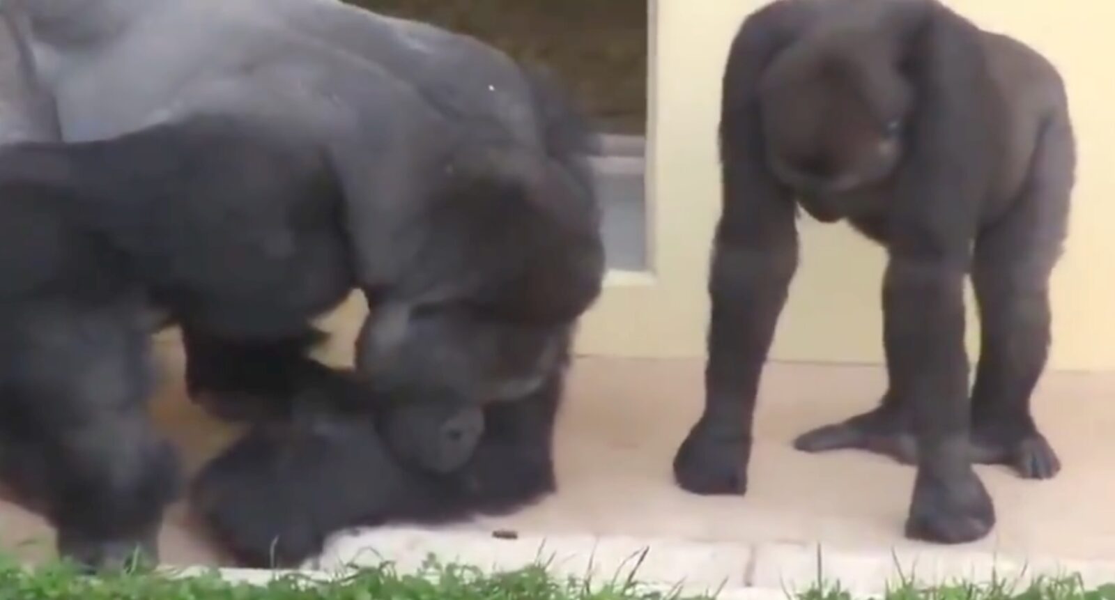 Silverback gorillas enthralled by caterpillar — WATCH 6 Silverback gorillas enthralled by caterpillar