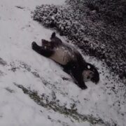 These pandas enjoy the snow are everything — WATCH