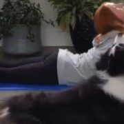 OMG: Yes, dog yoga is an actual thing — WATCH