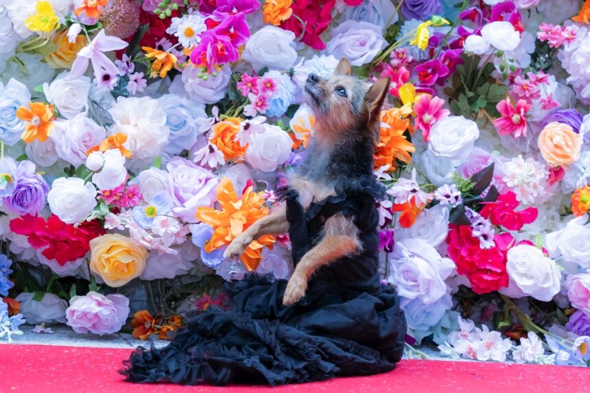 The 2024 Pet Gala