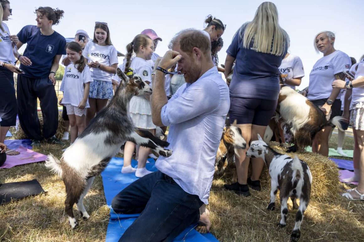 Goat Yoga Gone Wrong: Prince Harry Takes a Hoof to the Groin in Warwickshire 6 Prince Harry Attends Scotty's Summer Festival